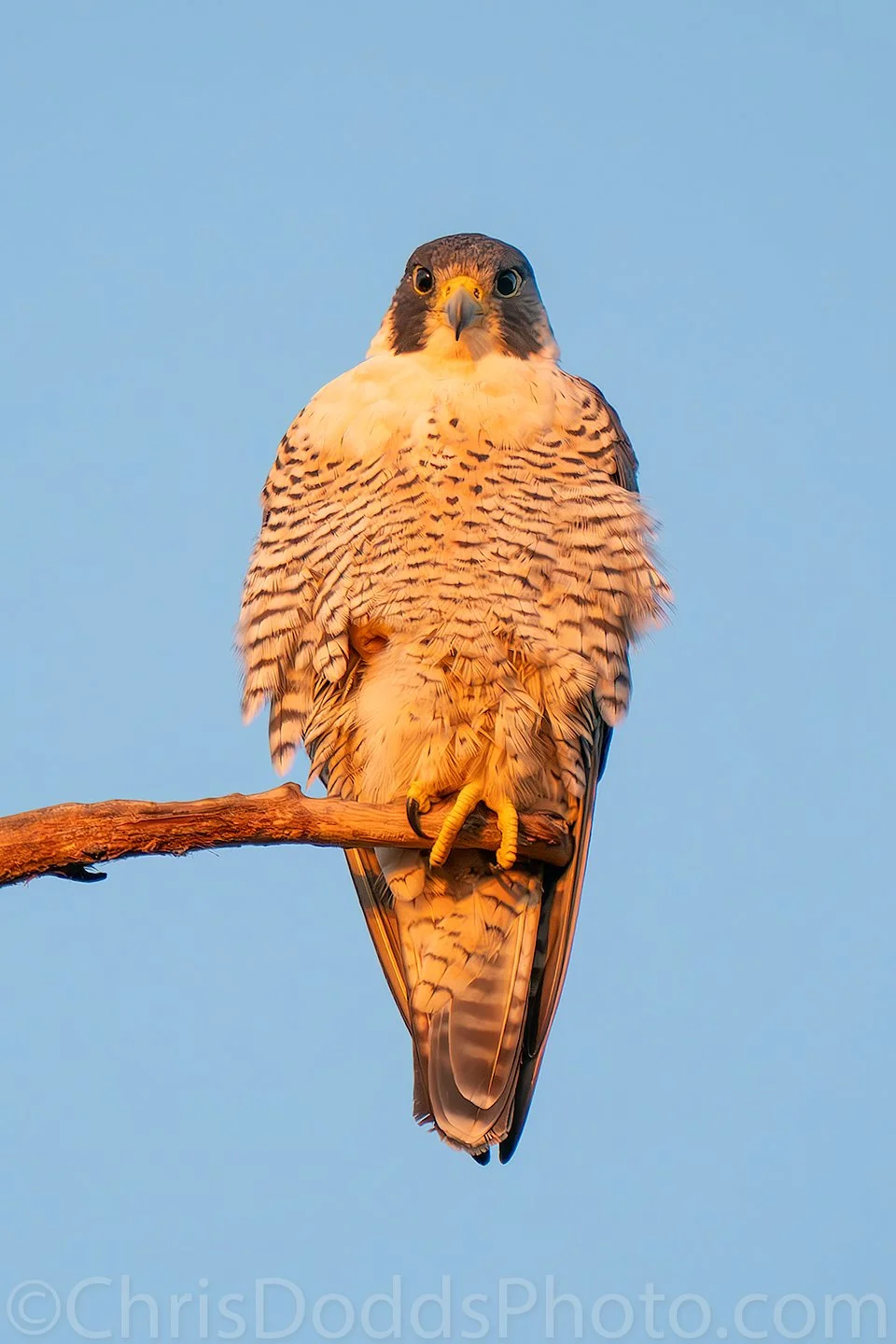 【美品】FALCON OSPREY 鶚90 Osprey Packs Nimsdai Mutant 90L Backpack - Hike & Camp